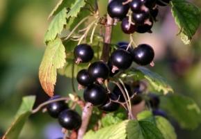 the time of transplant currant