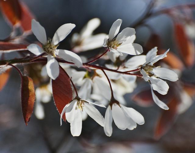 Сливово-вишневі гібриди відгуки