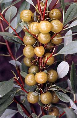 Plum-cherry hybrid opata