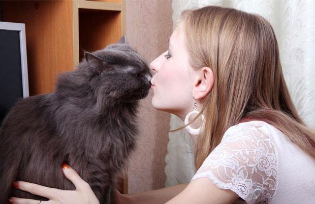 por que você não pode beijar gatos causas