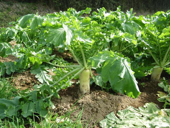 timeplanting daikon in the suburbs