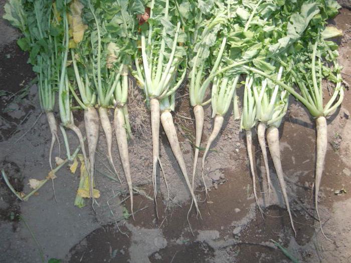 the timing of planting daikon in Siberia