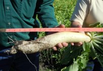 The timing of planting daikon in the open ground