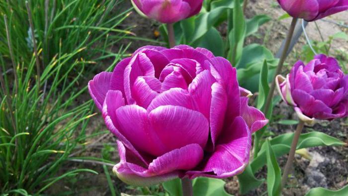 tulipa blue diamond descrição