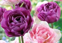 Цюльпаны Блю Дайманд - сапраўднае ўпрыгожванне саду. Апісанне і асаблівасці сыходу