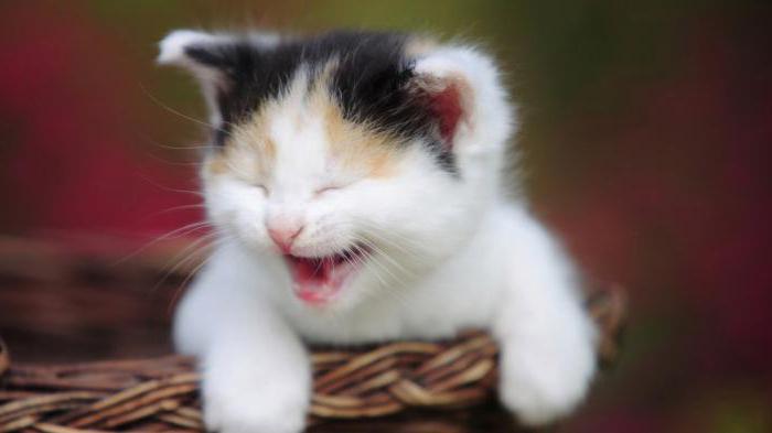 why Scottish kitten constantly meows