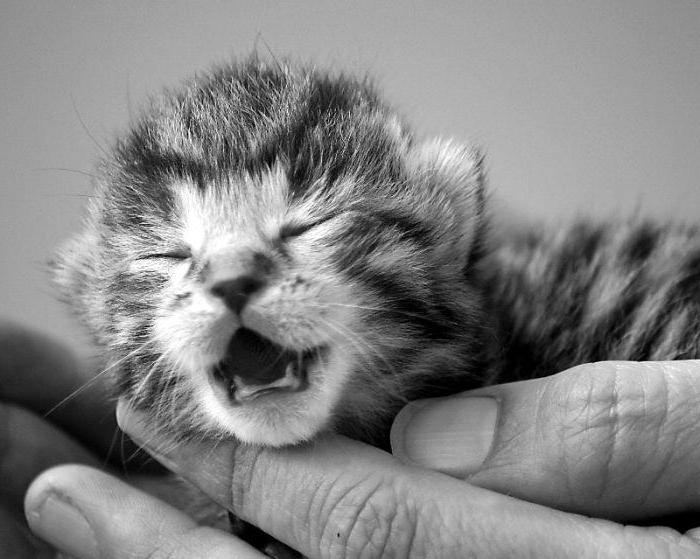 why a newborn kitten constantly meows