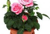 Una flor rosa. Mantenimiento y cuidado en el hogar