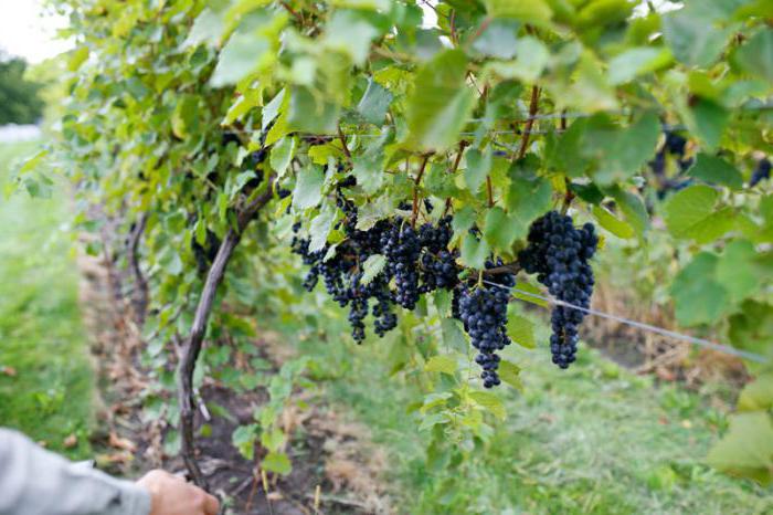 las uvas de la "markett" la descripción de la variedad