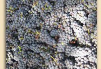 Las uvas markett: descripción, los clientes