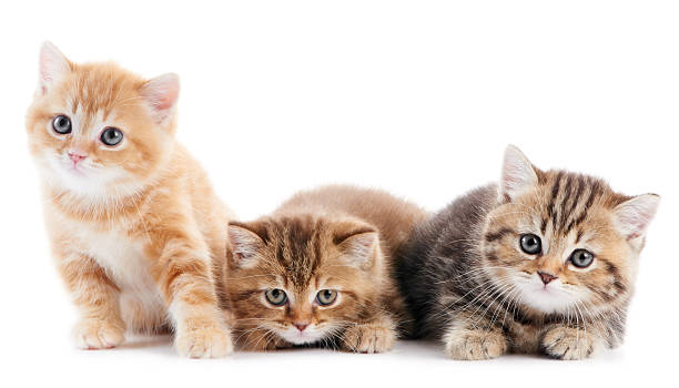 үш айлық котята