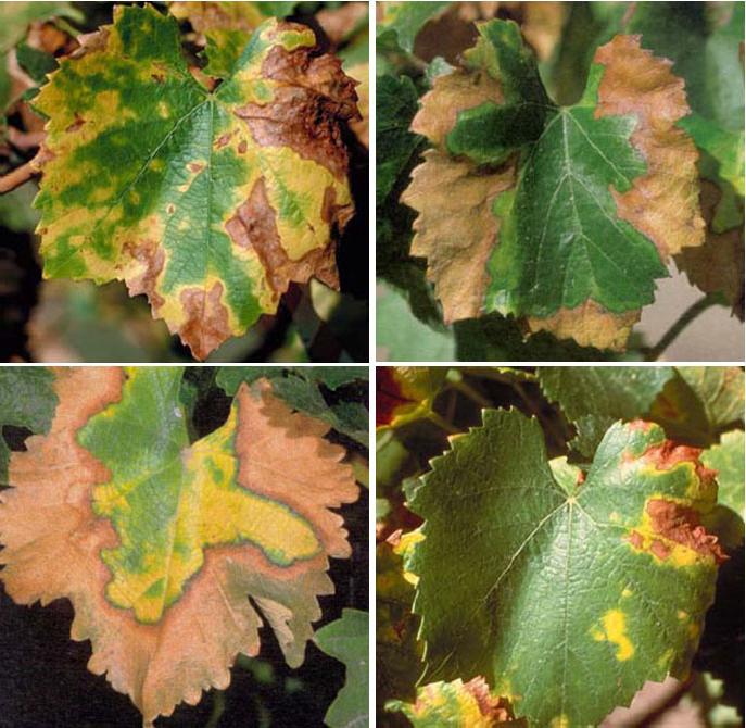 leaf Chlorosis