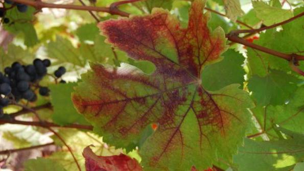 chlorosis of the leaves photo