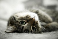 Cuál debe ser la nariz a la sana gatos: información general