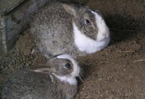 Tavşan: ıslah, yetiştirme, besleme, bakım