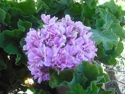 pelargonium rosebuddy photo