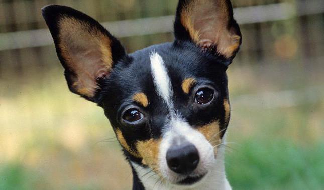 a breed of dog American toy Fox Terrier description size price