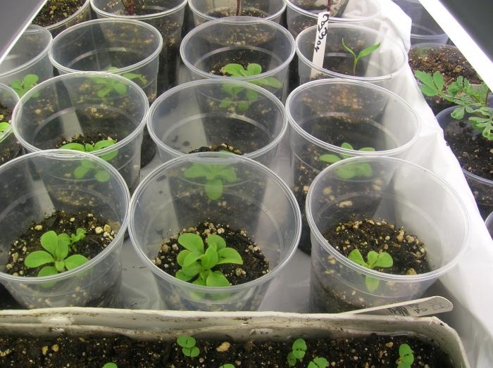 cómo cultivar петунию de semillas en casa