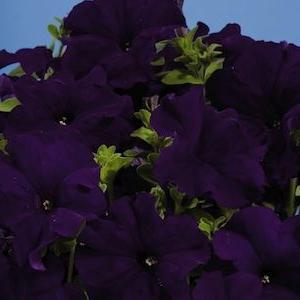 how to plant Petunia