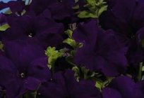 How to care for Petunia, that it pleased lush blooms?