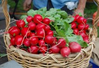 What vitamins in radishes? Radish: benefits and harms to health