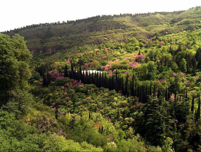 ботаникалық бақ-тбилиси