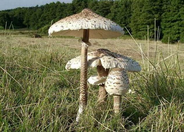 cogumelo guarda-chuva comestível