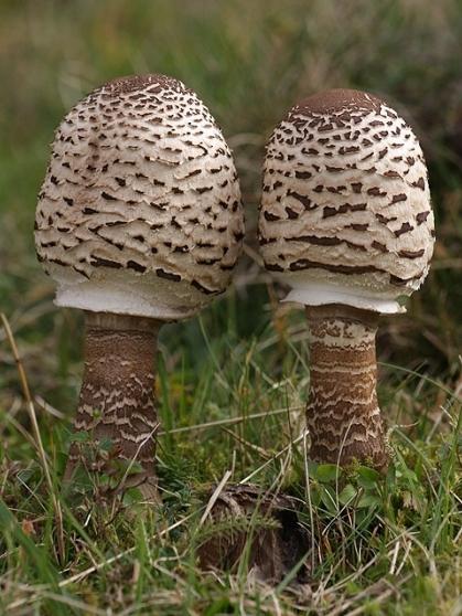 edible mushrooms umbrellas