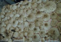 The parasol mushroom edible, exotic appearance and great taste!