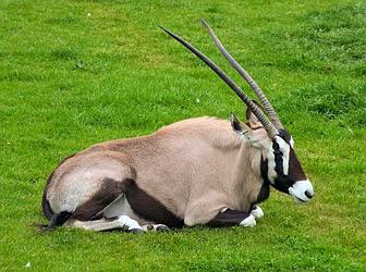 afrikanisch Antilope