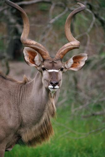Blick Antilope