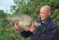 Exciting fishing for bream on the ring