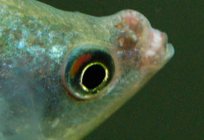 Аквариумная peixe gourami pérola: descrição, o conteúdo, a compatibilidade, a criação de