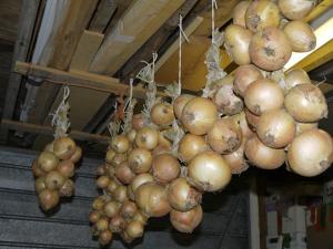 how to keep onions