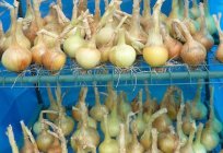 Porady огородникам: jak zapisać cebuli na zimę