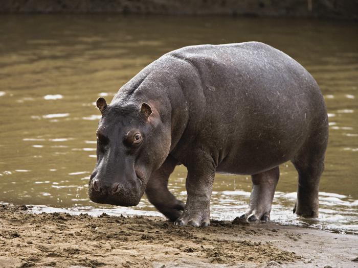 peso máximo el hipopótamo