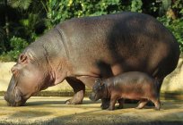 Qué peso máximo de los hipopótamos en kilogramos?