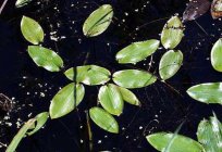 Floating pondweed: description, growing conditions,