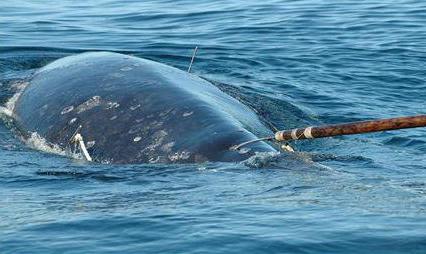 la seguridad de la caza de ballenas