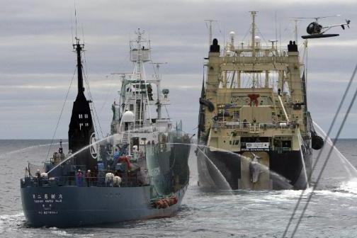 आधुनिक whaling जापान में