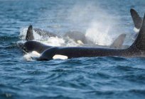 Modern whaling: description, history and safety
