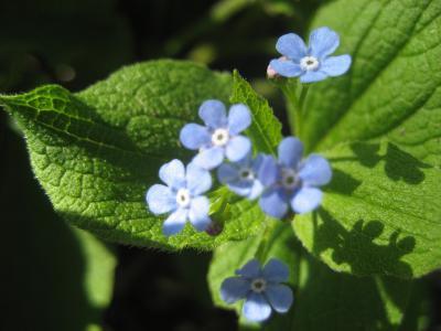 Bruner macrophylla