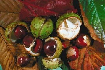 medicinal properties of horse chestnut