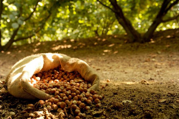 hazelnuts when to harvest