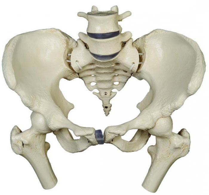 Три тазовые кости. Костный таз анатомия. Скелет человека малый таз анатомия. Малый таз кости скелет. Тазовые кости человека анатомия.