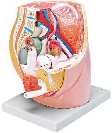 kadın pelvik organları