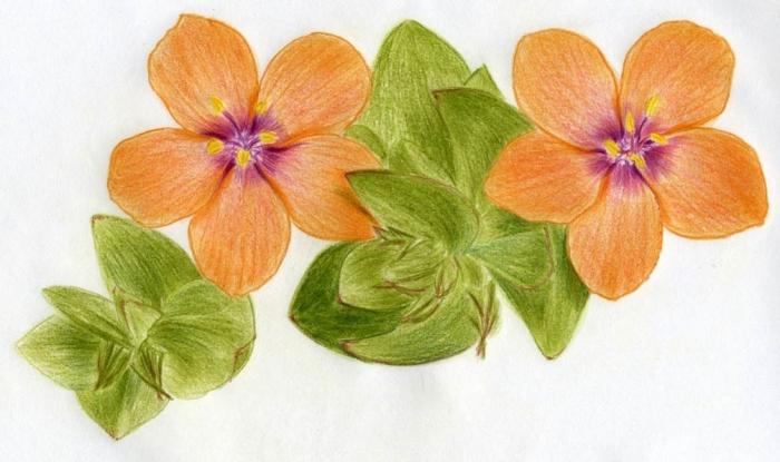 how to draw flowers with pencil