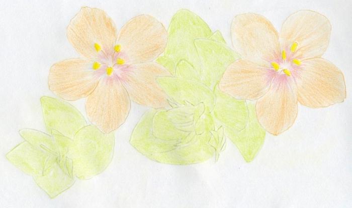 cómo dibujar hermosas flores