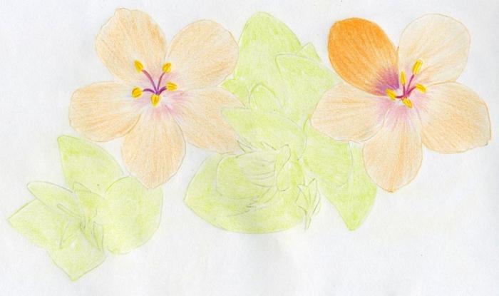 rysować ołówkiem kwiaty wdziękiem
