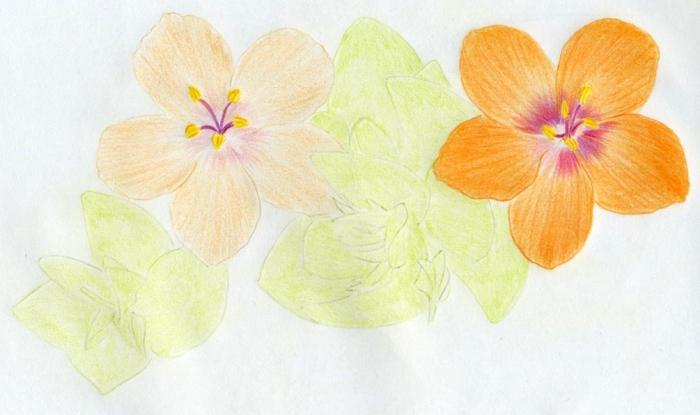 dibujando flores lápices de colores